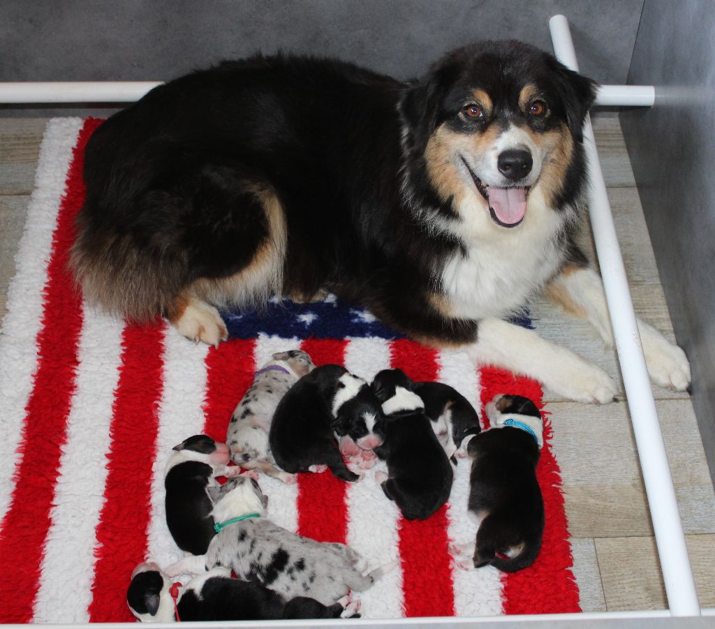 Chiot Berger Australien des Wani - Yanpi