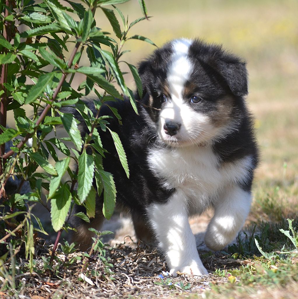 des Wani - Yanpi - Chiots disponibles - Berger Australien