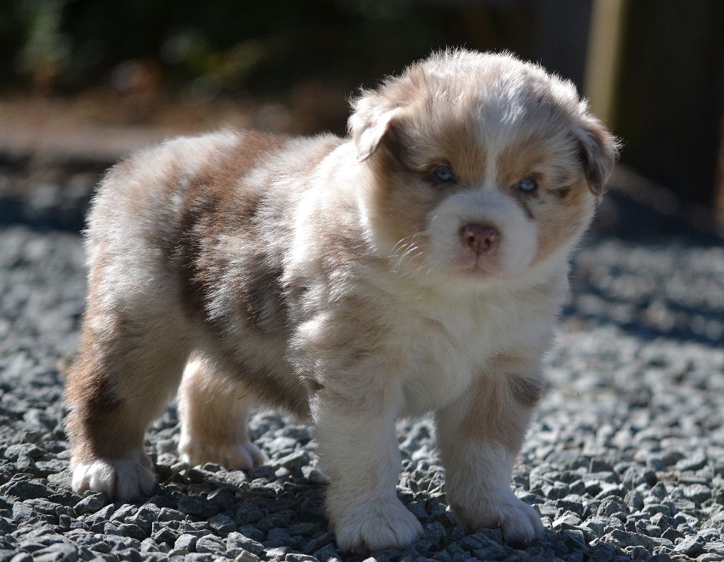 des Wani - Yanpi - Chiots disponibles - Berger Américain Miniature 