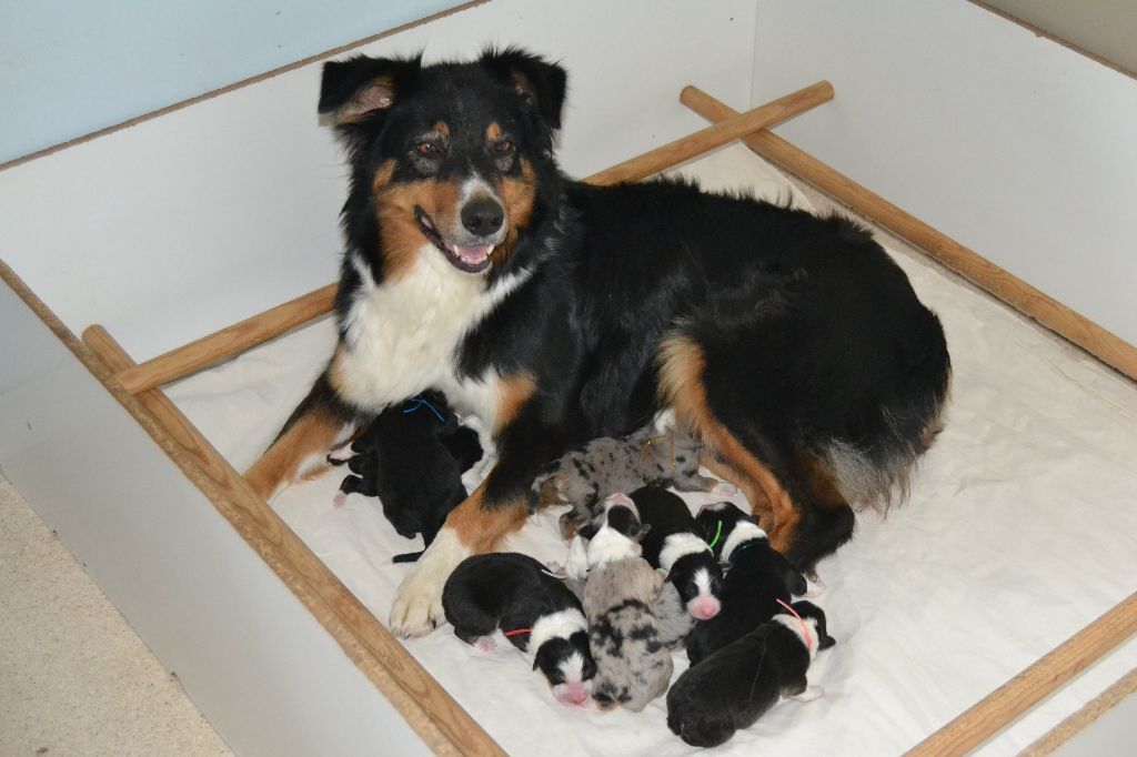 Chiot Berger Australien des Wani - Yanpi