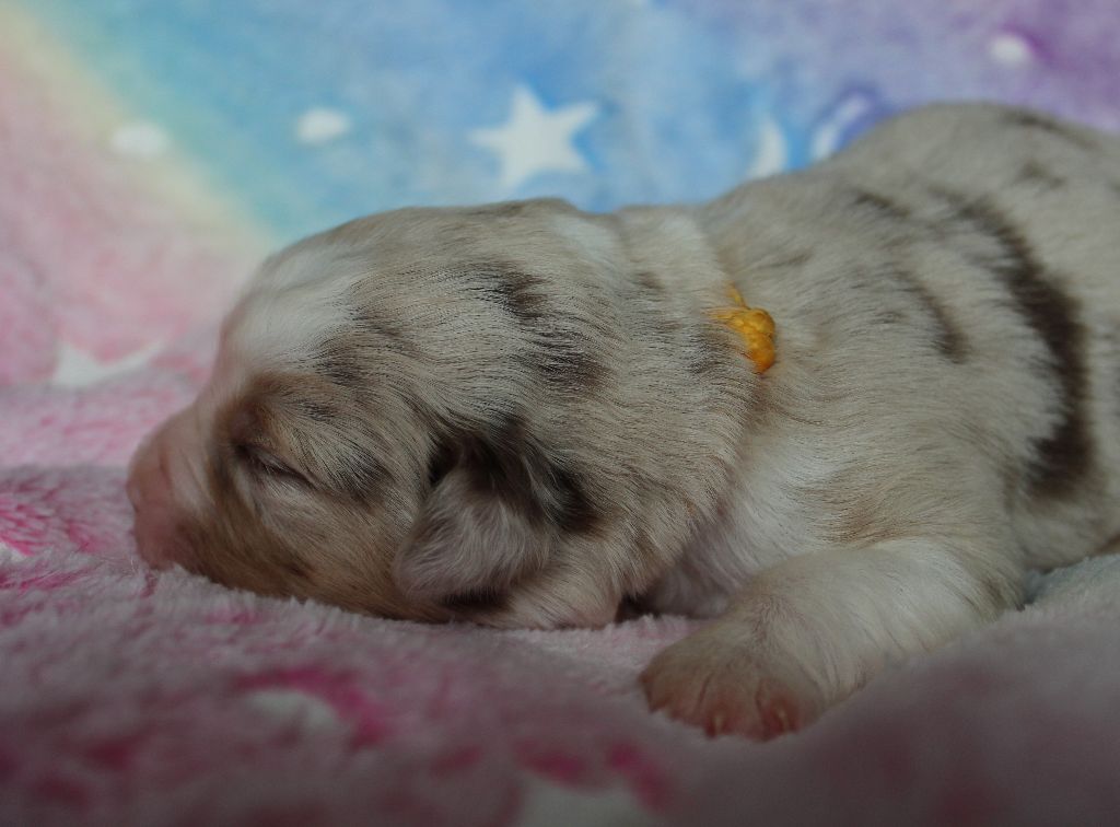 des Wani - Yanpi - Chiots disponibles - Berger Américain Miniature 