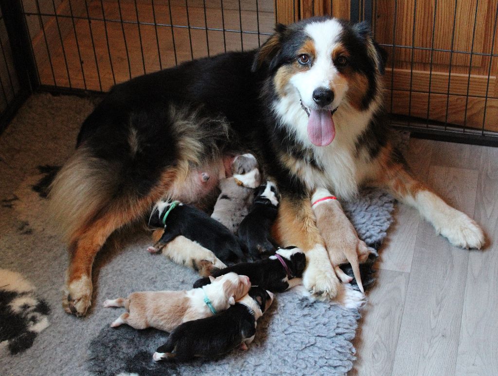 Chiot Berger Australien des Wani - Yanpi