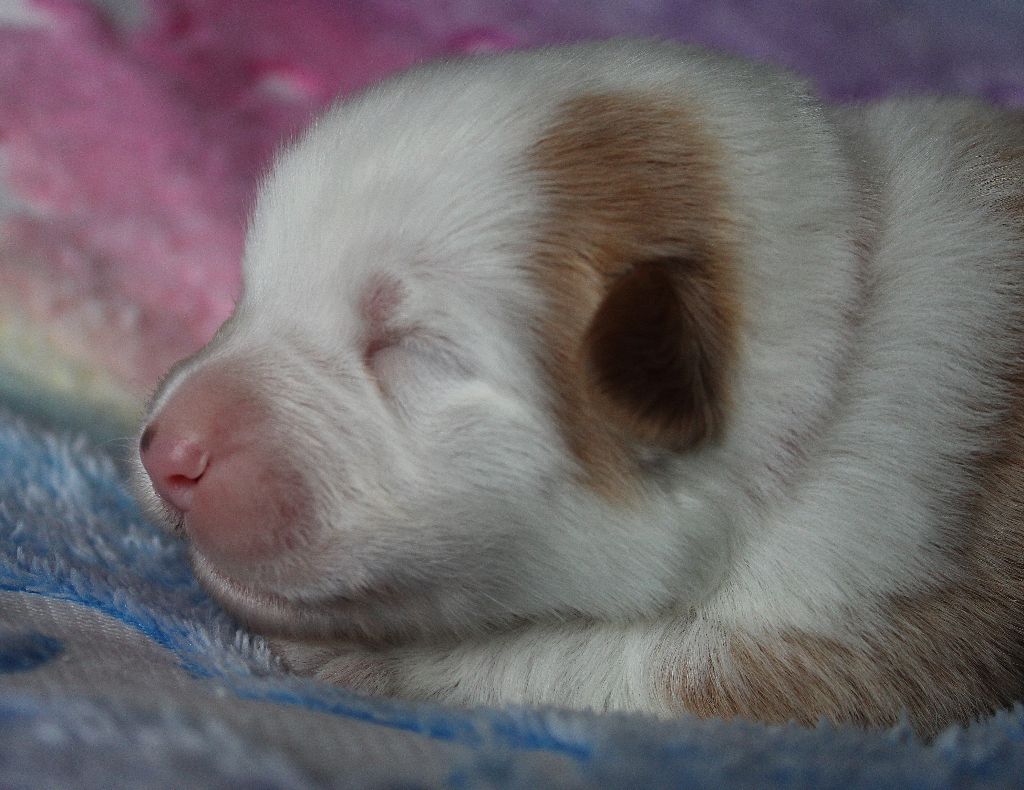 des Wani - Yanpi - Chiots disponibles - Berger Australien