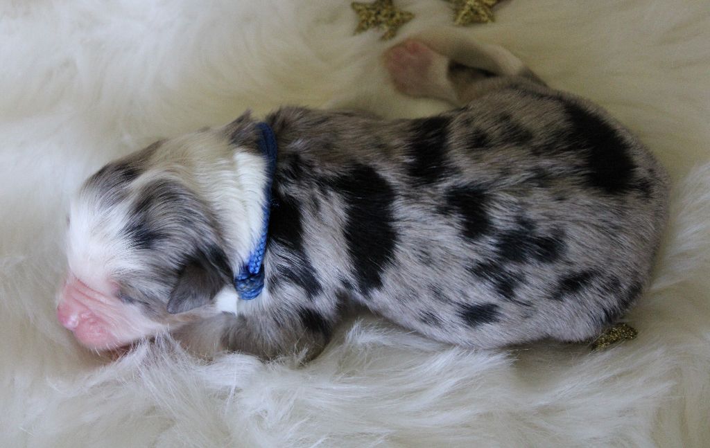 des Wani - Yanpi - Chiots disponibles - Berger Américain Miniature 