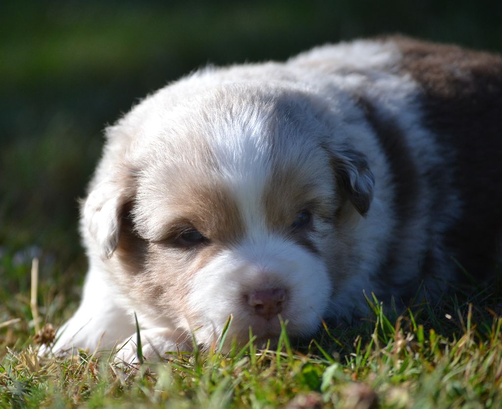 des Wani - Yanpi - Chiots disponibles - Berger Américain Miniature 