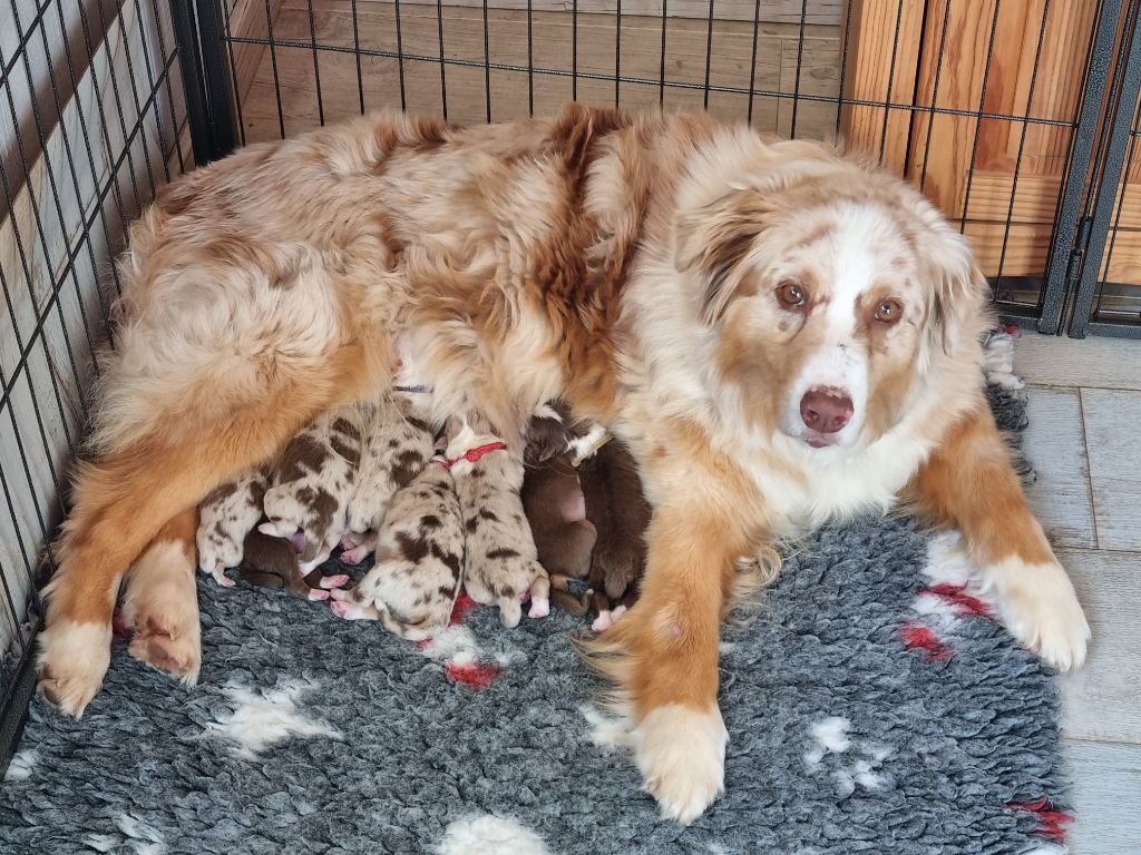 Chiot Berger Australien des Wani - Yanpi