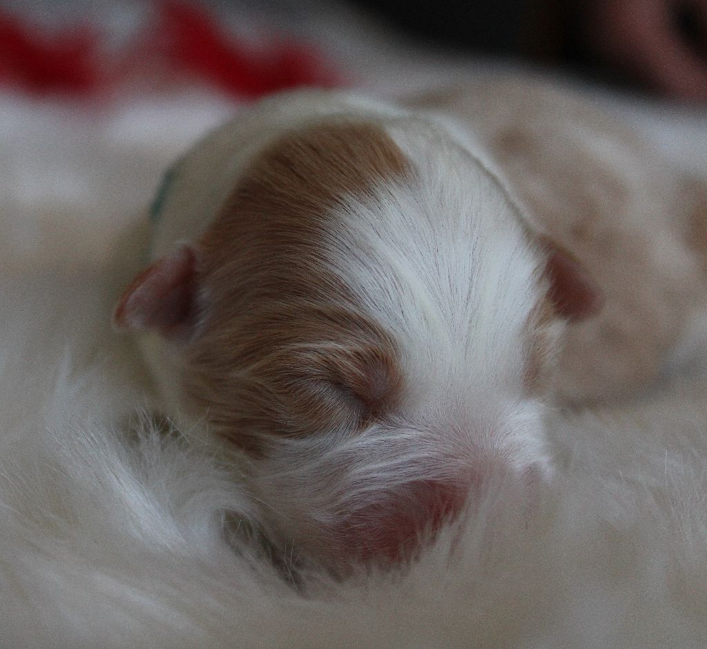 des Wani - Yanpi - Chiots disponibles - Berger Australien