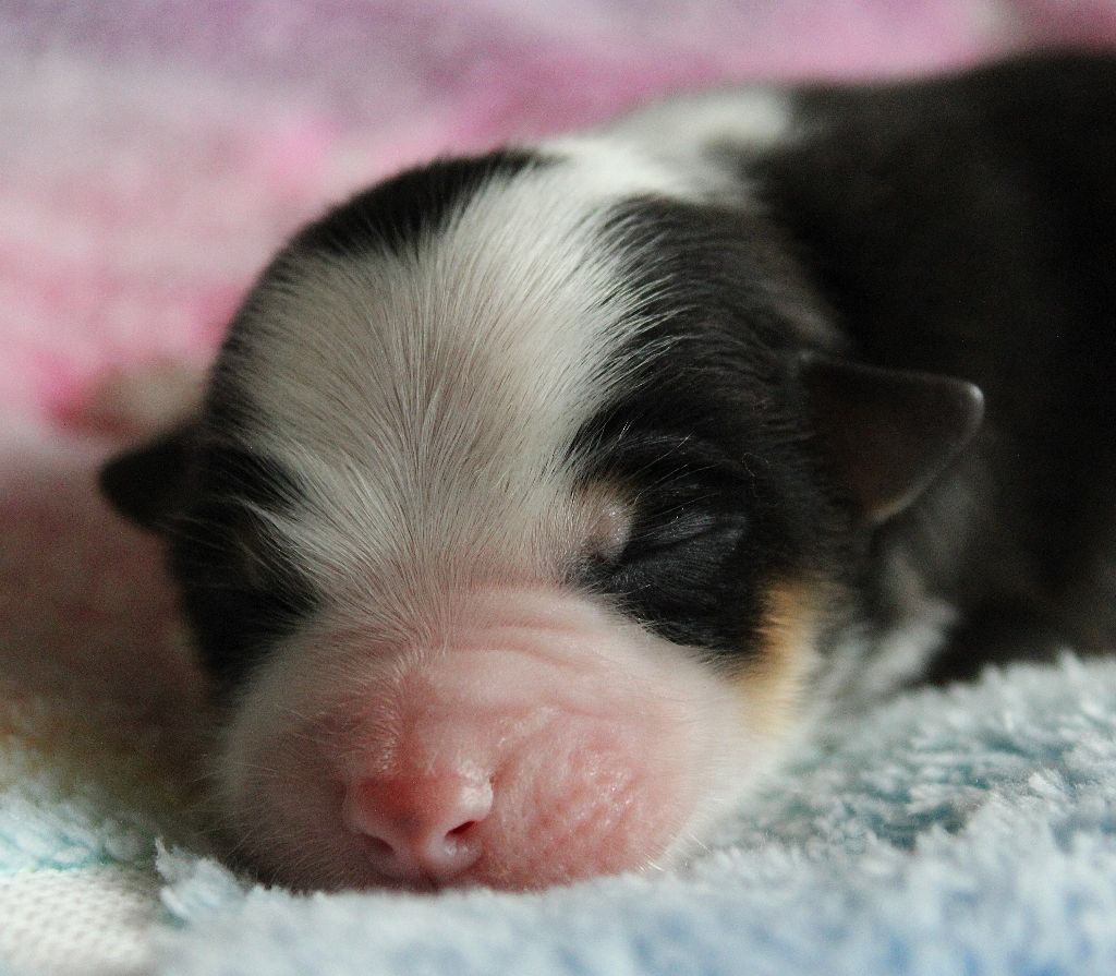 des Wani - Yanpi - Chiots disponibles - Berger Australien