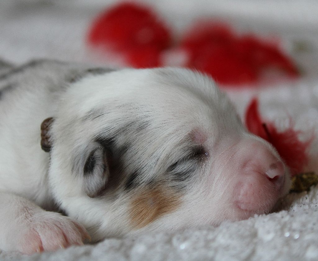 des Wani - Yanpi - Chiots disponibles - Berger Américain Miniature 