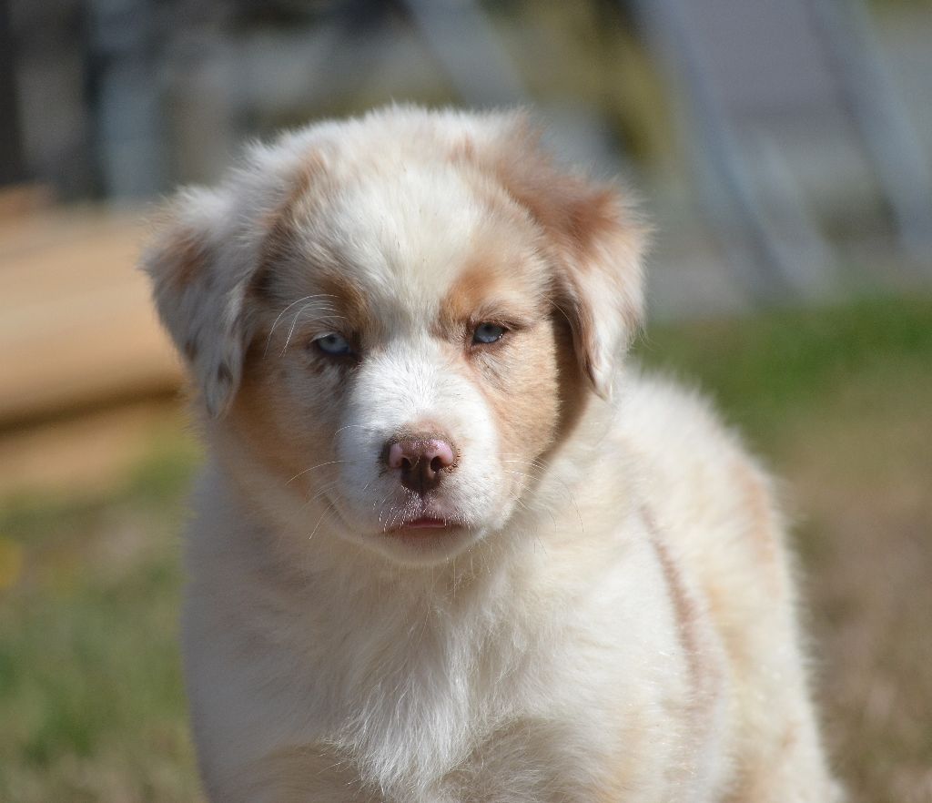 des Wani - Yanpi - Chiots disponibles - Berger Américain Miniature 
