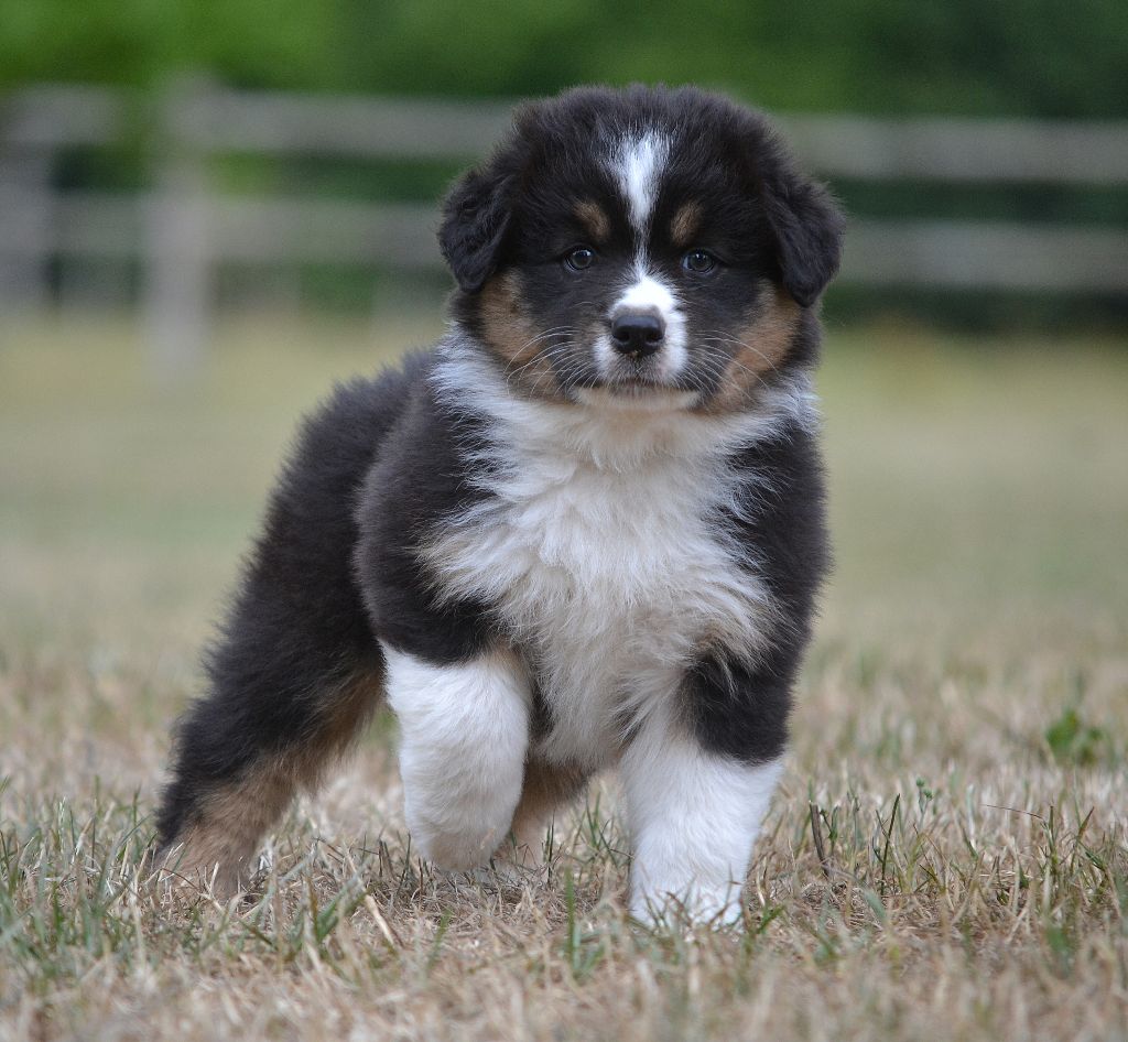 des Wani - Yanpi - Chiots disponibles - Berger Australien