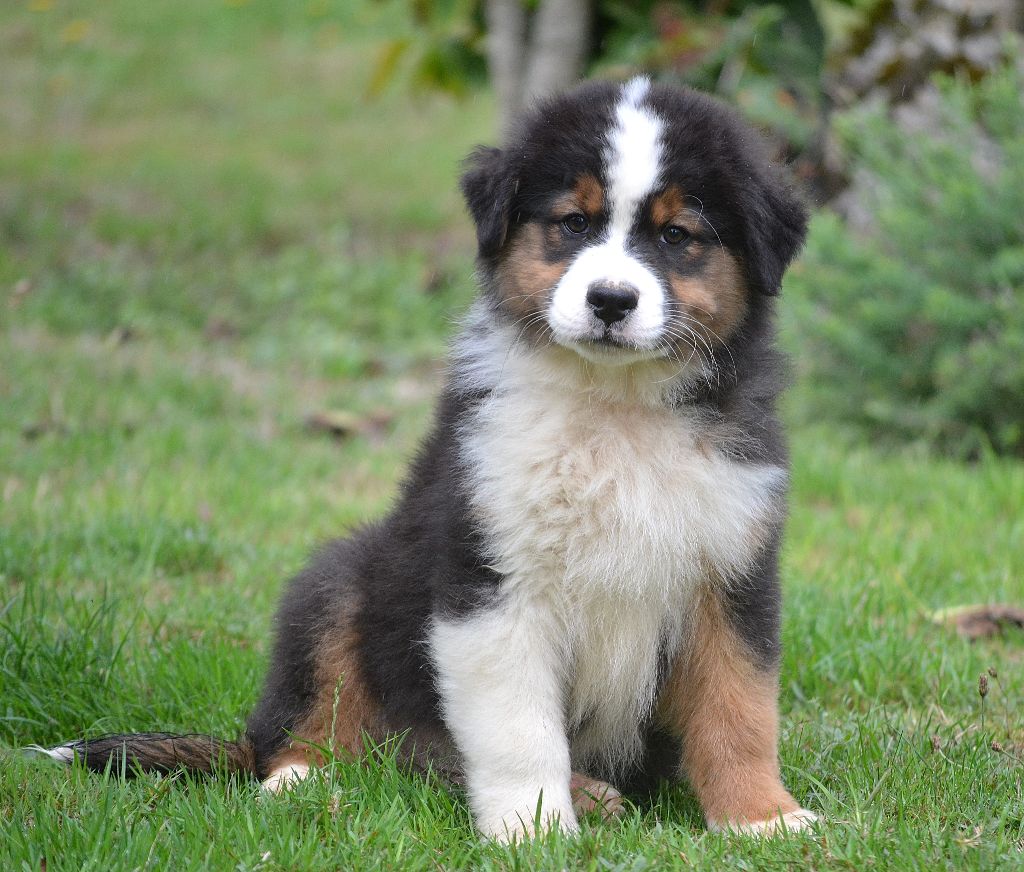des Wani - Yanpi - Chiots disponibles - Berger Australien