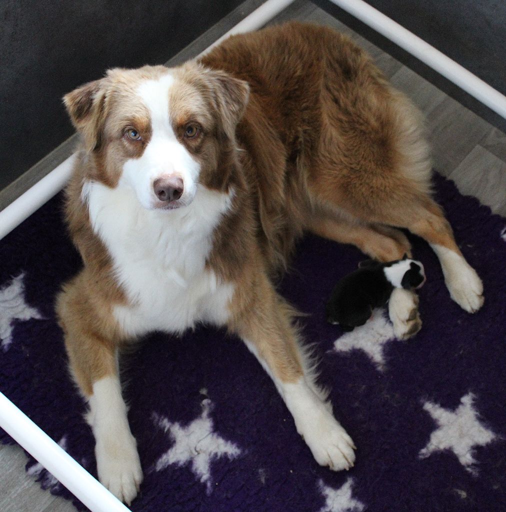 Chiot Berger Australien des Wani - Yanpi