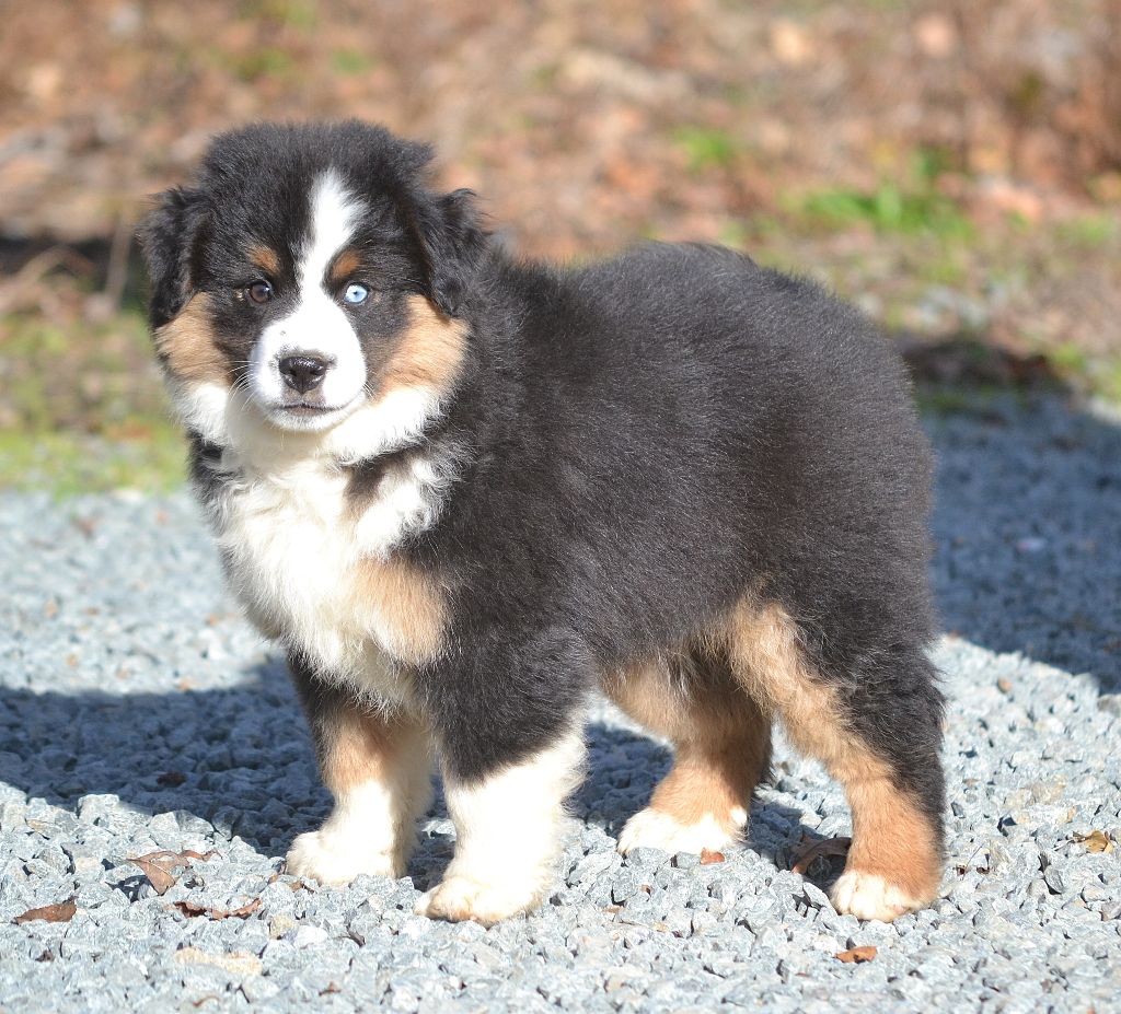 des Wani - Yanpi - Chiots disponibles - Berger Américain Miniature 