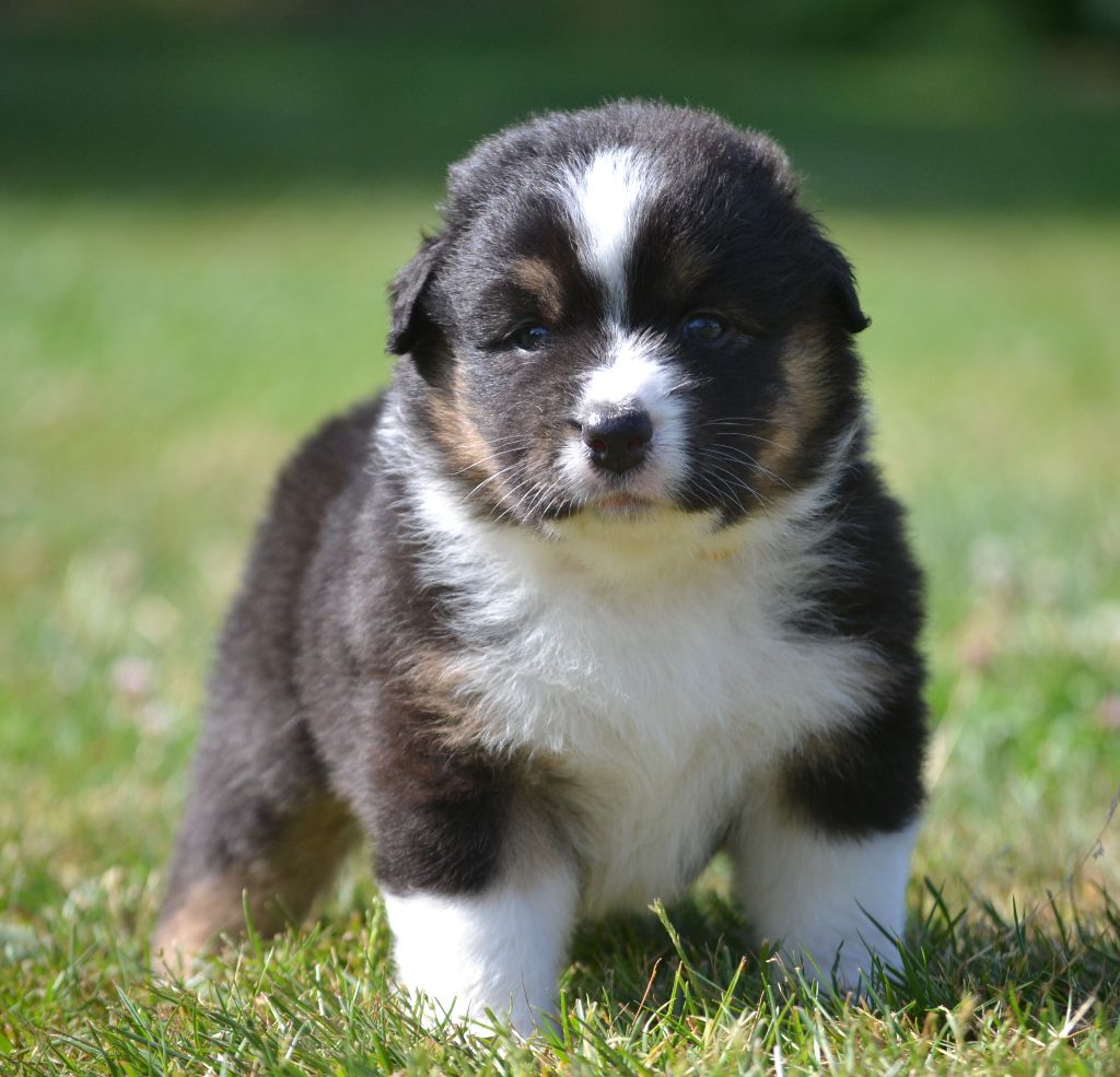 des Wani - Yanpi - Chiots disponibles - Berger Australien