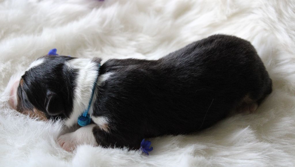 des Wani - Yanpi - Chiots disponibles - Berger Australien