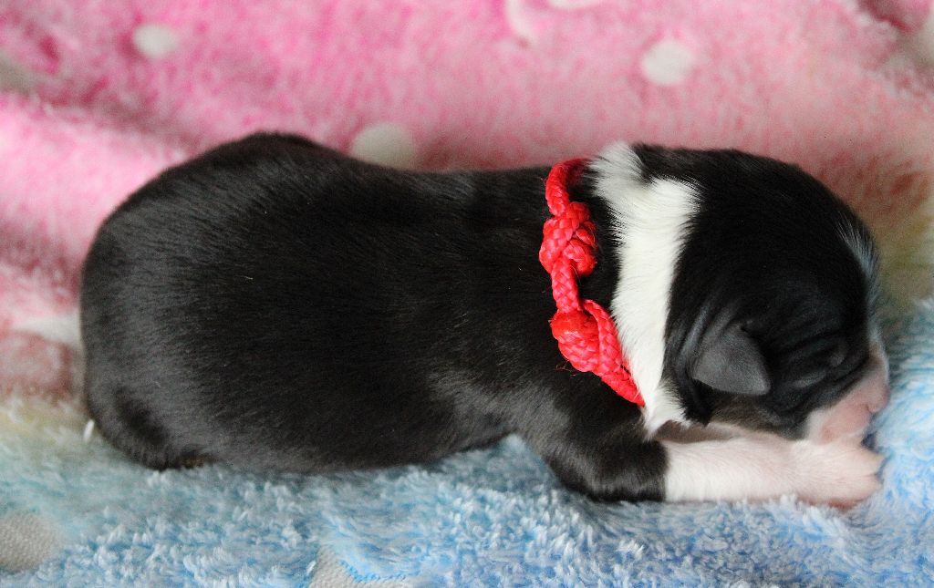 des Wani - Yanpi - Chiots disponibles - Berger Américain Miniature 
