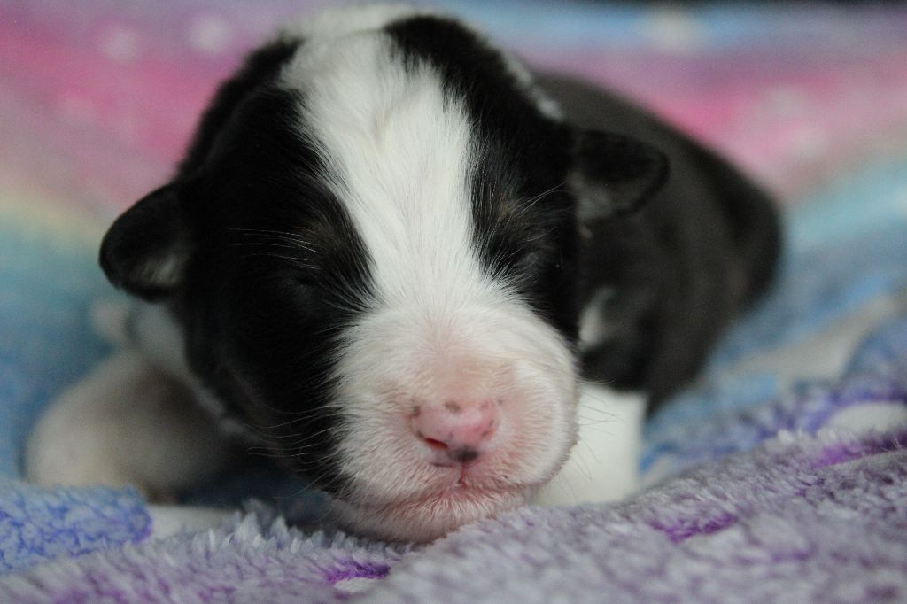des Wani - Yanpi - Chiots disponibles - Berger Australien