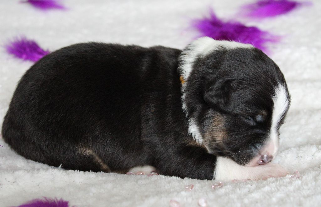 des Wani - Yanpi - Chiots disponibles - Berger Australien