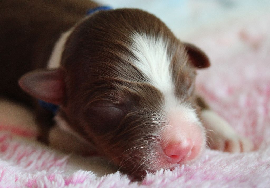 des Wani - Yanpi - Chiots disponibles - Berger Américain Miniature 