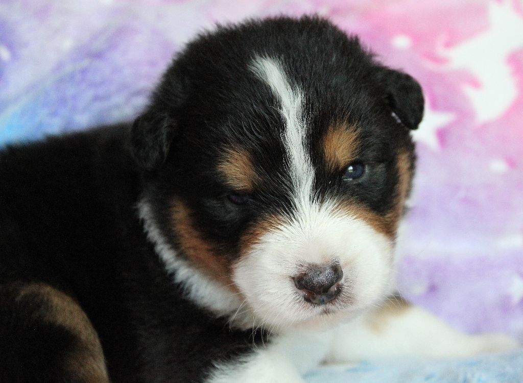 des Wani - Yanpi - Chiots disponibles - Berger Australien