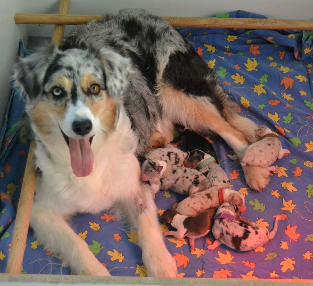 Chiot Berger Australien des Wani - Yanpi