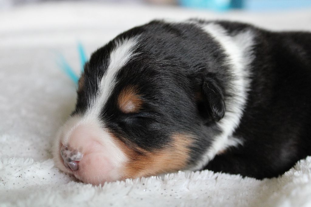 des Wani - Yanpi - Chiots disponibles - Berger Australien