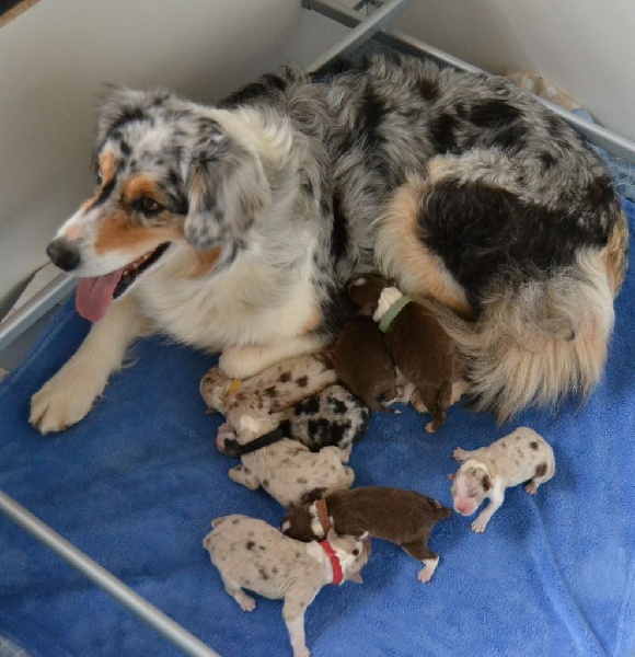 Chiot Berger Australien des Wani - Yanpi