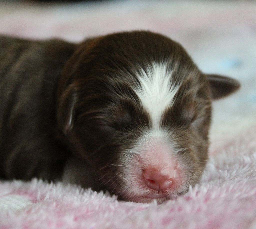 des Wani - Yanpi - Chiots disponibles - Berger Américain Miniature 