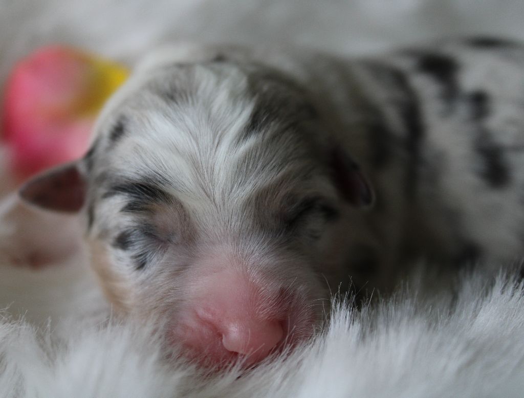 des Wani - Yanpi - Chiots disponibles - Berger Australien