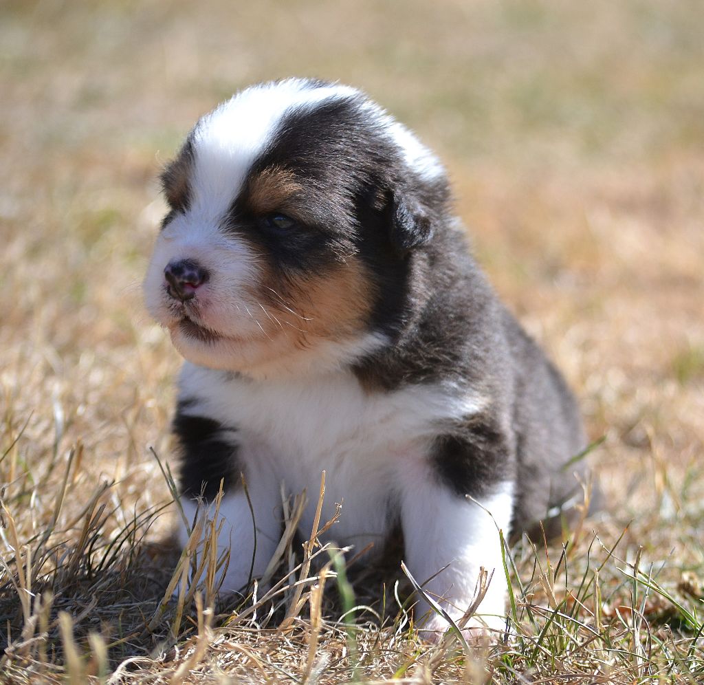 des Wani - Yanpi - Chiots disponibles - Berger Australien