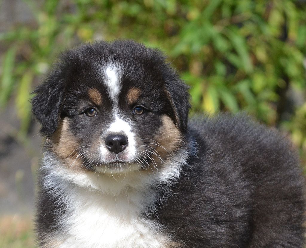des Wani - Yanpi - Chiots disponibles - Berger Australien
