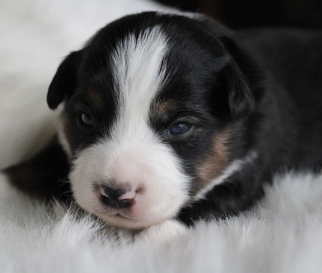 des Wani - Yanpi - Chiots disponibles - Berger Américain Miniature 