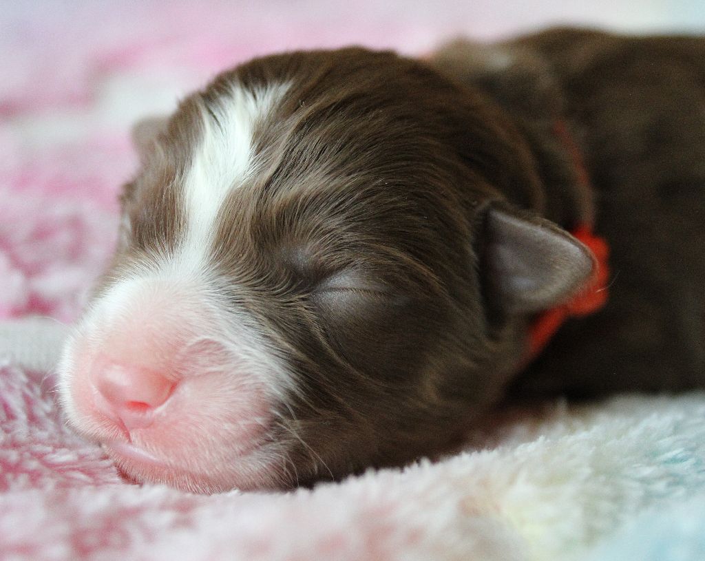 des Wani - Yanpi - Chiots disponibles - Berger Américain Miniature 
