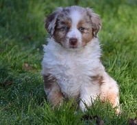 Femelle rouge merle PEAKY