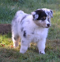 Femelle Bleu merle collier jaune MAÏA