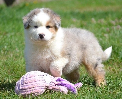 Femelle bleu merle collier jaune STARDUST