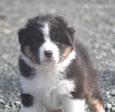 Collier rose ATCHY APACHE