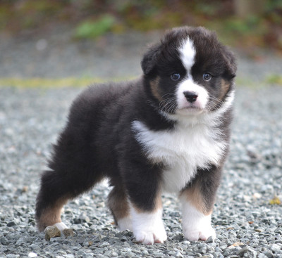 Collier marron A'JUDE