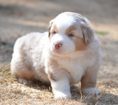 Femelle rouge merle BRIOCHE