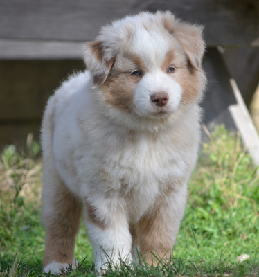 Femelle rouge merle BRIOCHE
