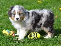 Mâle bleu merle  NARKO