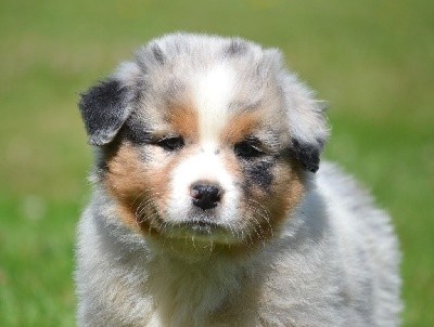 Femelle bleu merle collier parme SINGHA