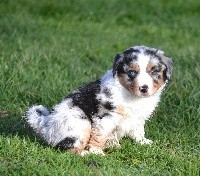 Femelle bleu merle PHOEBE