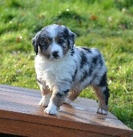 Mâle bleu merle PUMBA