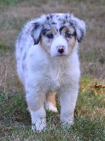 Femelle Bleu merle collier blanc MALYA
