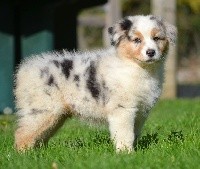 Mâle bleu merle collier rouge OSLO