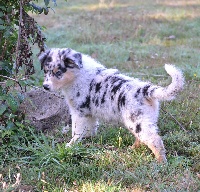 Femelle Bleu merle collier bleu MOLLY