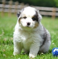 Mâle bleu merle collier orange SKALI