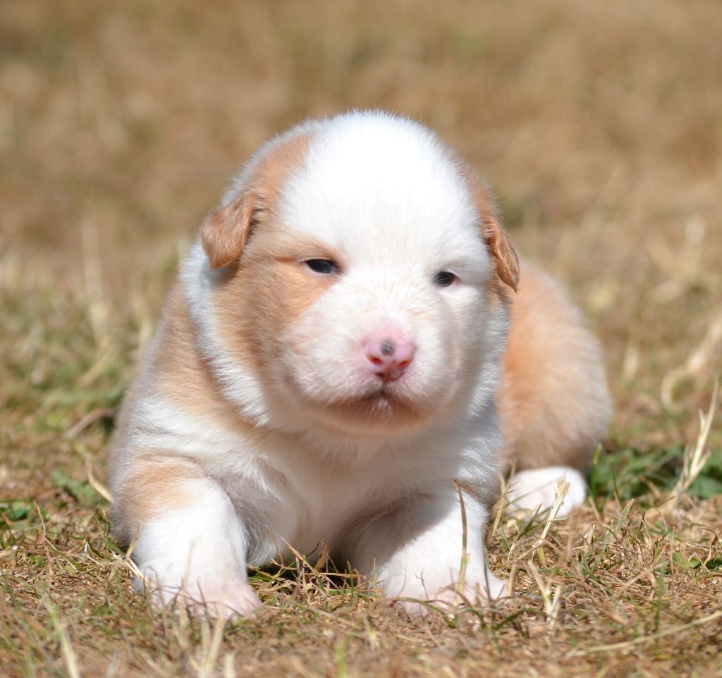 des Wani - Yanpi - Chiots disponibles - Berger Australien